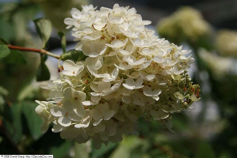 Image of panicled hydrangea