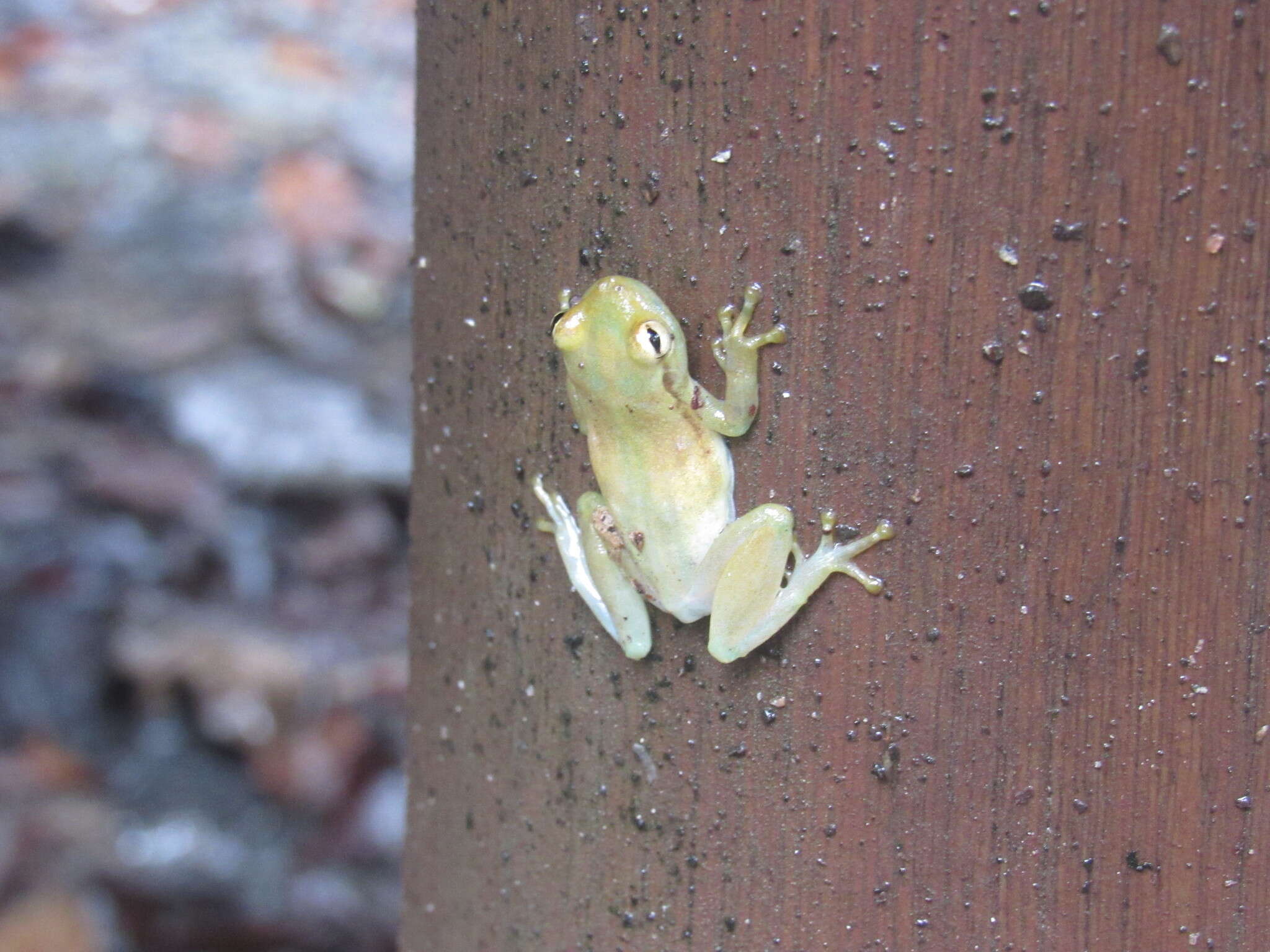 Слика од Phyllodytes luteolus (Wied-Neuwied 1821)