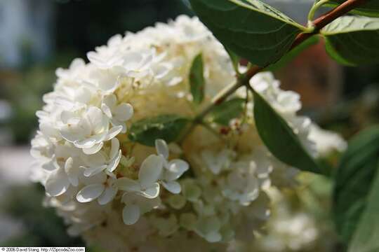 Image of panicled hydrangea