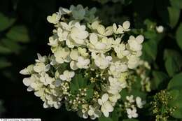 Image of panicled hydrangea