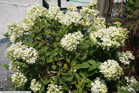 Image of panicled hydrangea