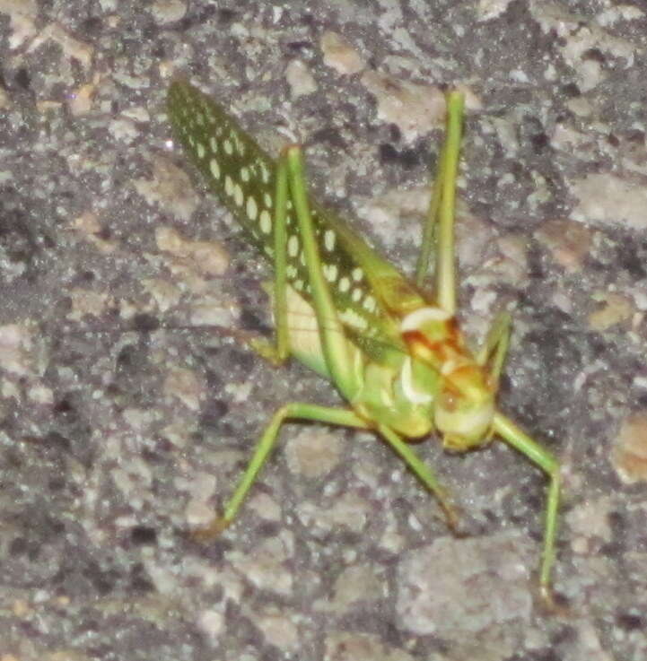 Image of Capnobotes arizonensis (Rehn & J. A. G. 1904)