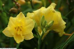 Image of Amur daylily