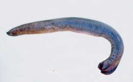 Image of Blind Eel