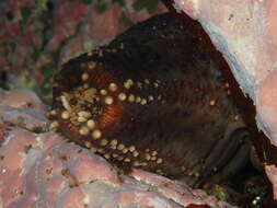 Image of Orange-footed sea cucumber