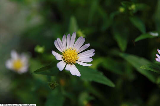 Boltonia asteroides (L.) L'Hér. resmi