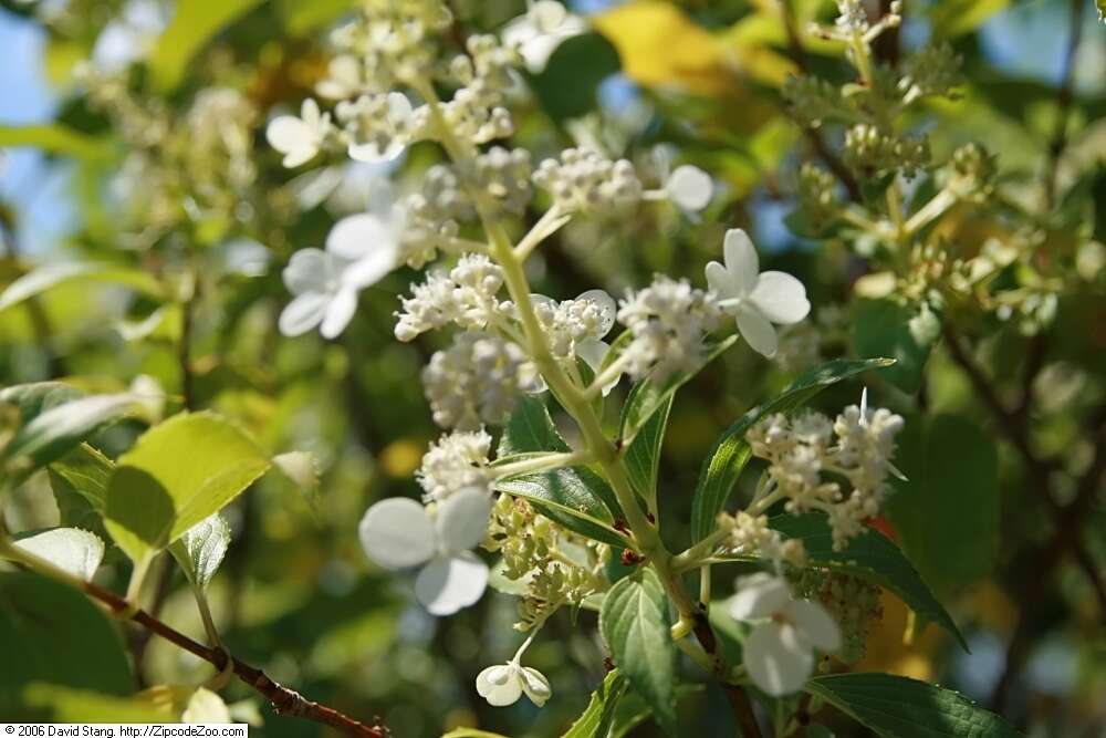 Image of panicled hydrangea