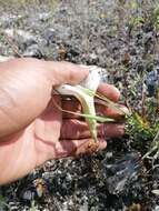 Слика од Ipomoea pruinosa G. D. Mc Pherson