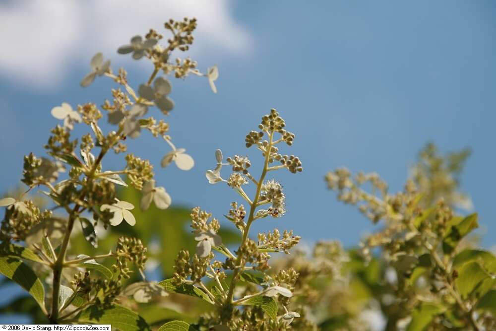 Image of panicled hydrangea