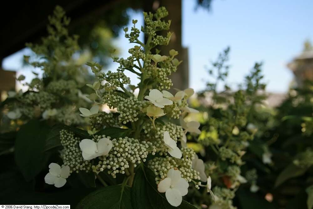 Image of panicled hydrangea