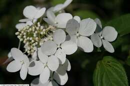 Image of panicled hydrangea