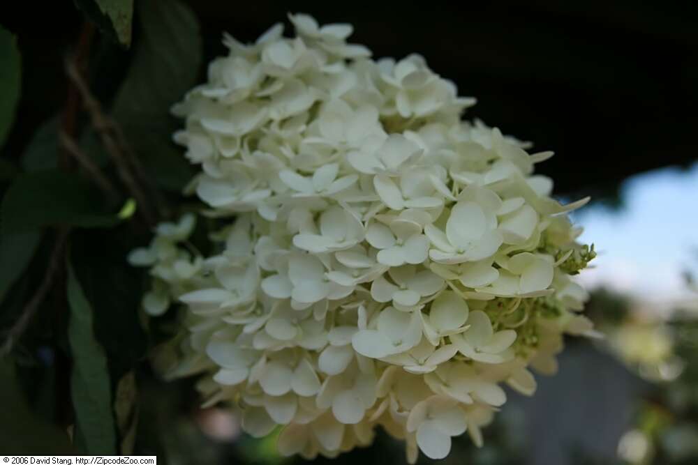 Image of panicled hydrangea