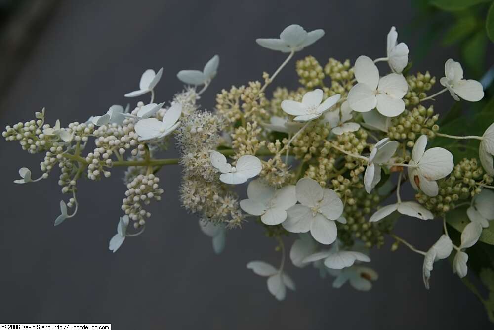 Image of panicled hydrangea