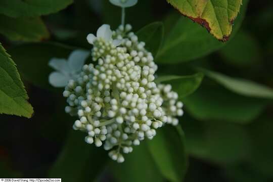 Image of panicled hydrangea