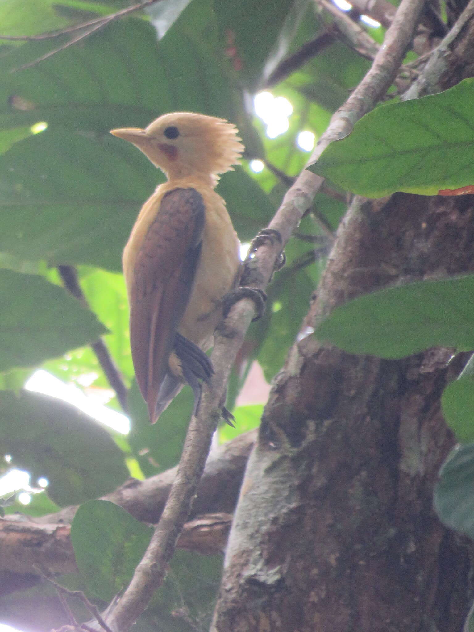 Image of Cream-colored Woodpecker