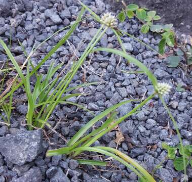 Image de Cyperus dubius Rottb.