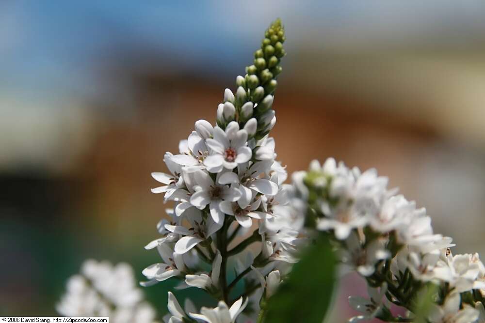 Image of gooseneck yellow loosestrife