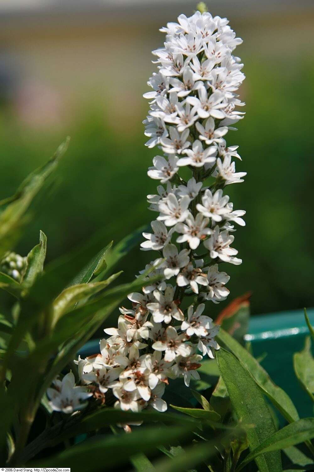 Image of gooseneck yellow loosestrife