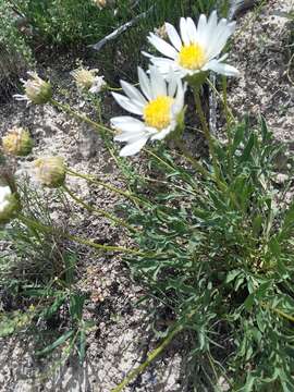 Image de Xylorhiza venusta (M. E. Jones) Heller