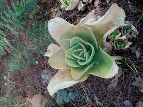 Image of Echeveria pallida Walther