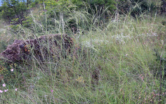 Image of Stipa daghestanica Grossh.