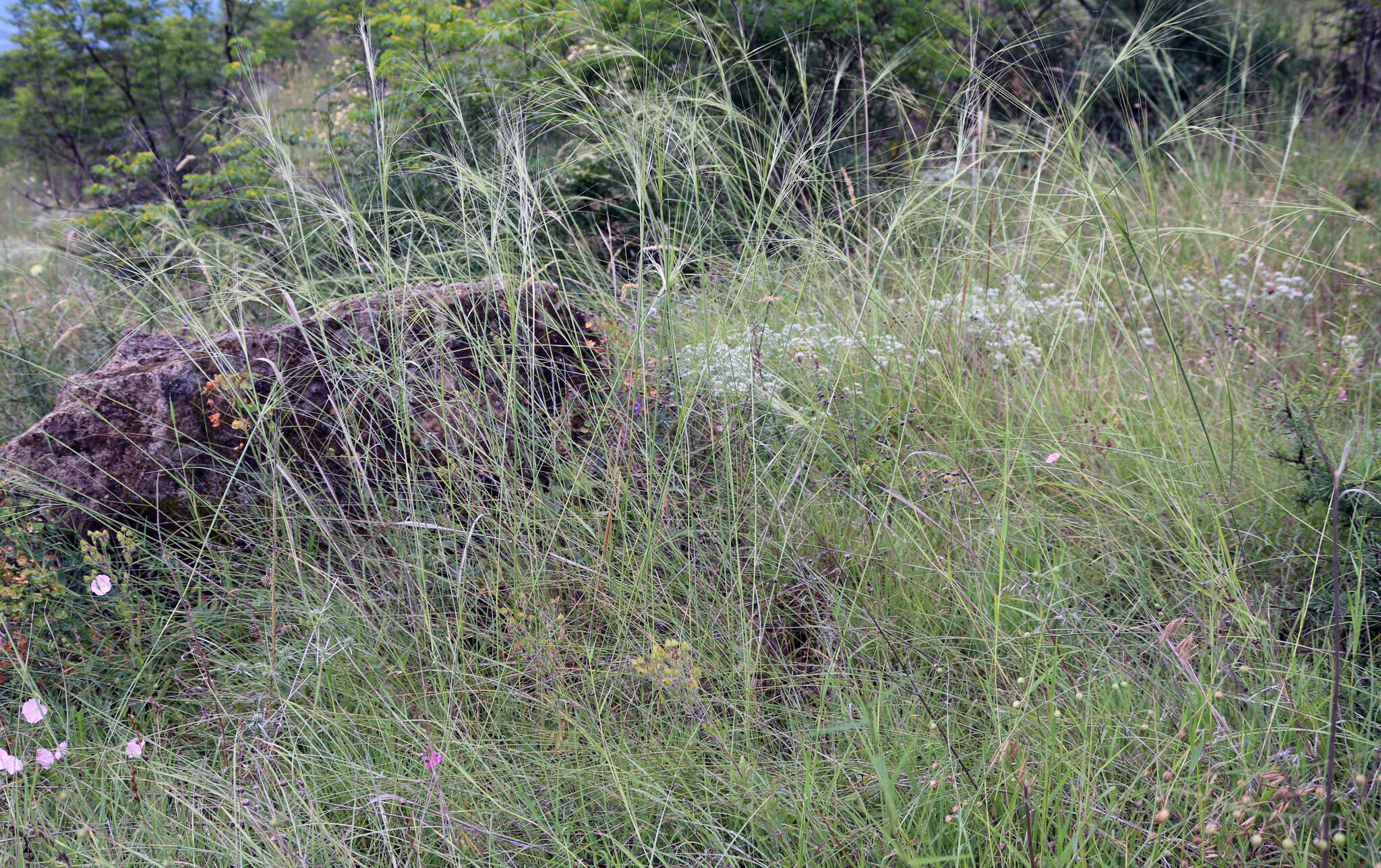 Stipa daghestanica Grossh. resmi