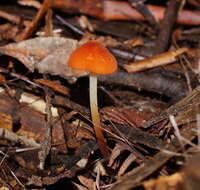 Image of Marasmius elegans (Cleland) Grgur. 1997