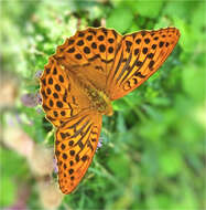 Imagem de Argynnis paphia Linnaeus 1758