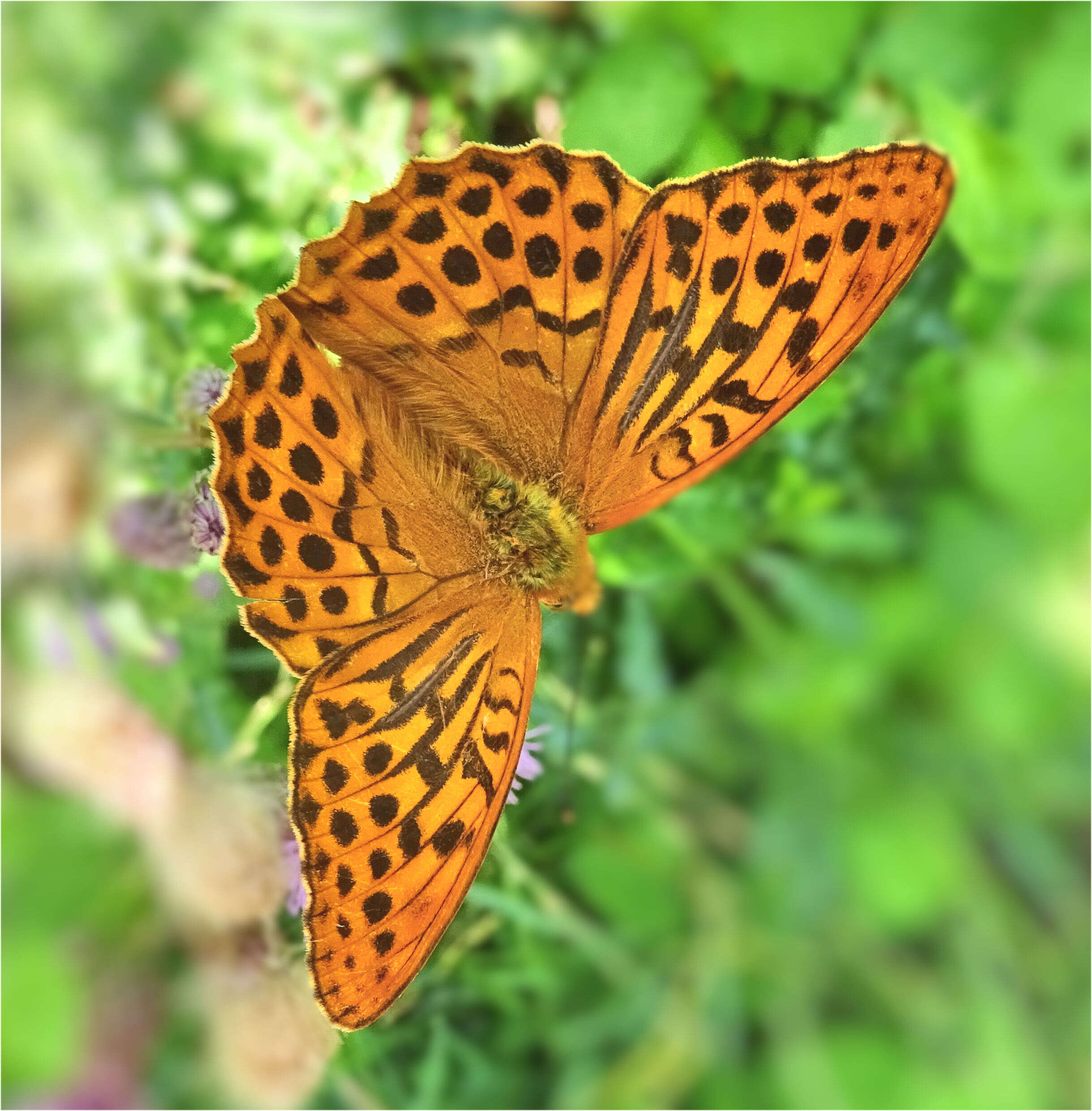 Imagem de Argynnis paphia Linnaeus 1758