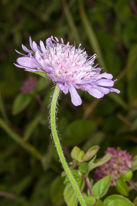 Слика од Knautia arvensis (L.) Coulter