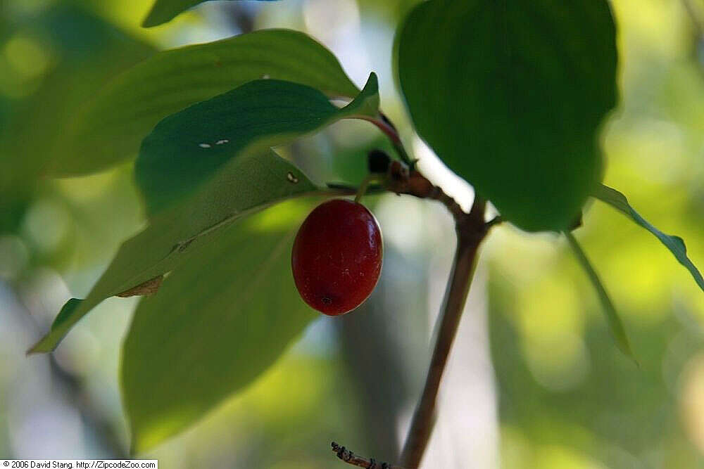 Plancia ëd Cornus officinalis Siebold & Zucc.