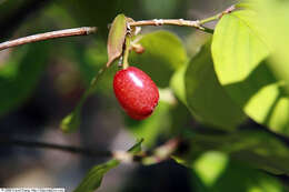 Plancia ëd Cornus officinalis Siebold & Zucc.