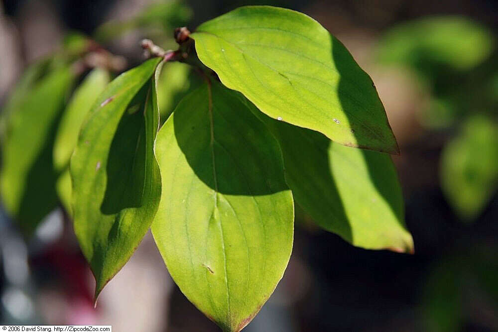 Plancia ëd Cornus officinalis Siebold & Zucc.