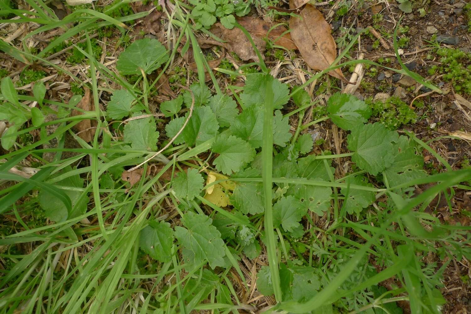 Image of bristlemallow