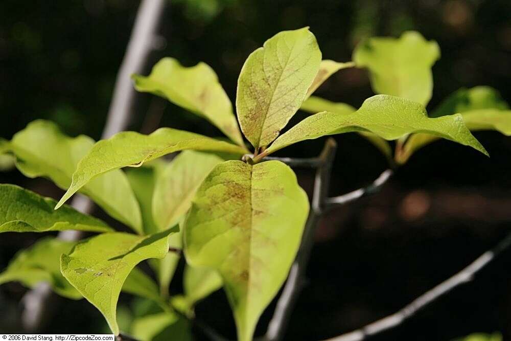 Image of Kobus magnolia