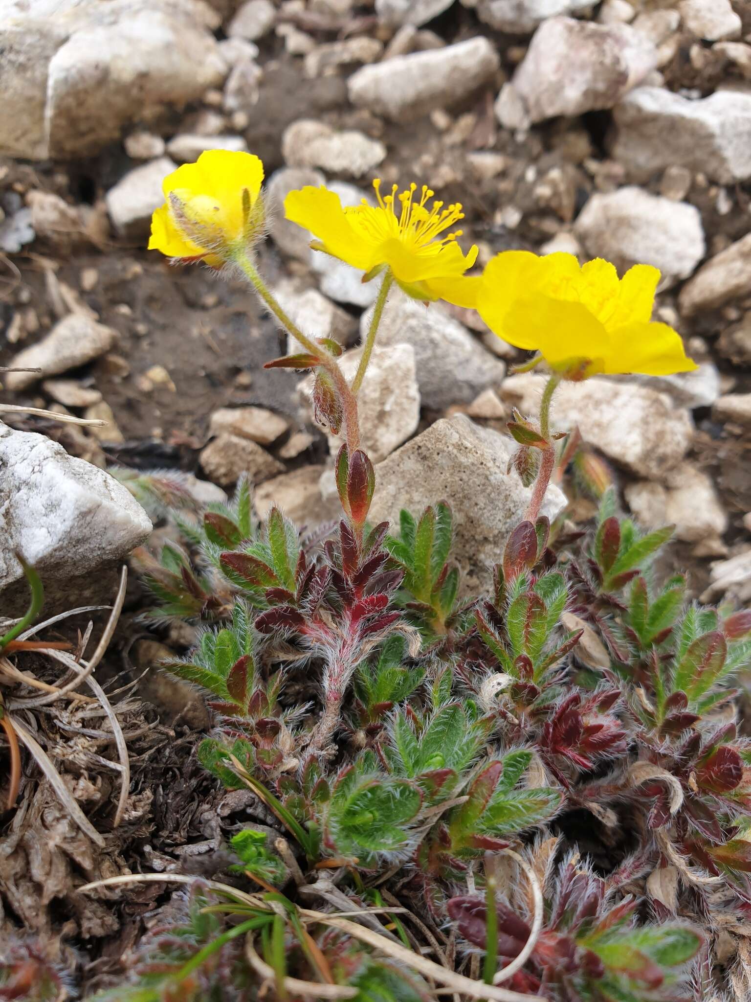 Imagem de Helianthemum alpestre (Jacq.) DC.