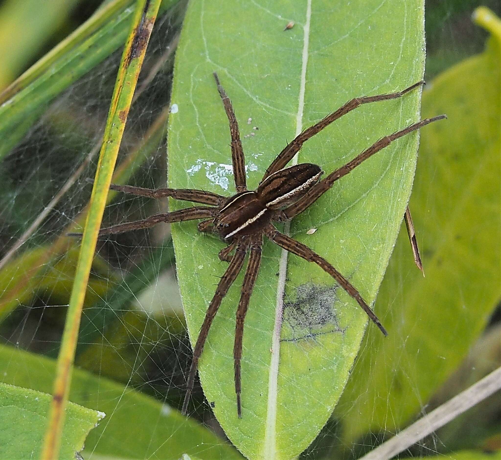 Plancia ëd Dolomedes striatus Giebel 1869