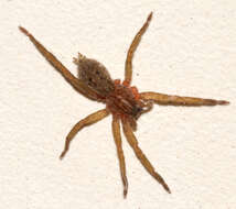Image de Mituliodon tarantulinus (L. Koch 1873)