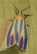 Image of Painted Lichen Moth