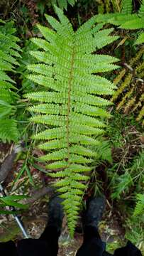 Image de <i>Dryopteris transmorrisonensis</i>