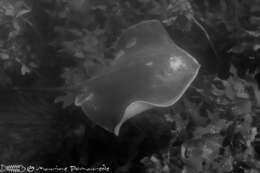 Image of Brown Stingray