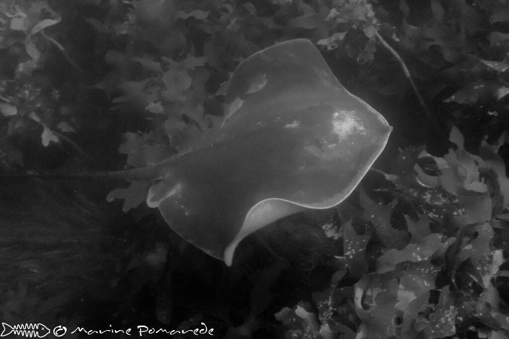 Image of Brown Stingray