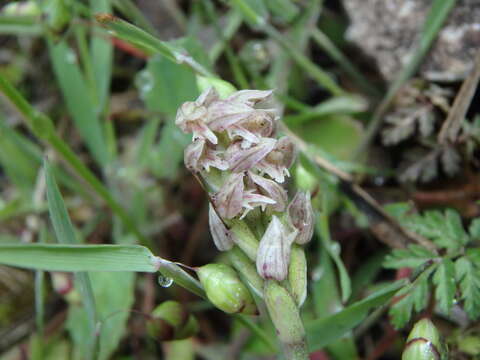 Image of Dense-flowered orchid