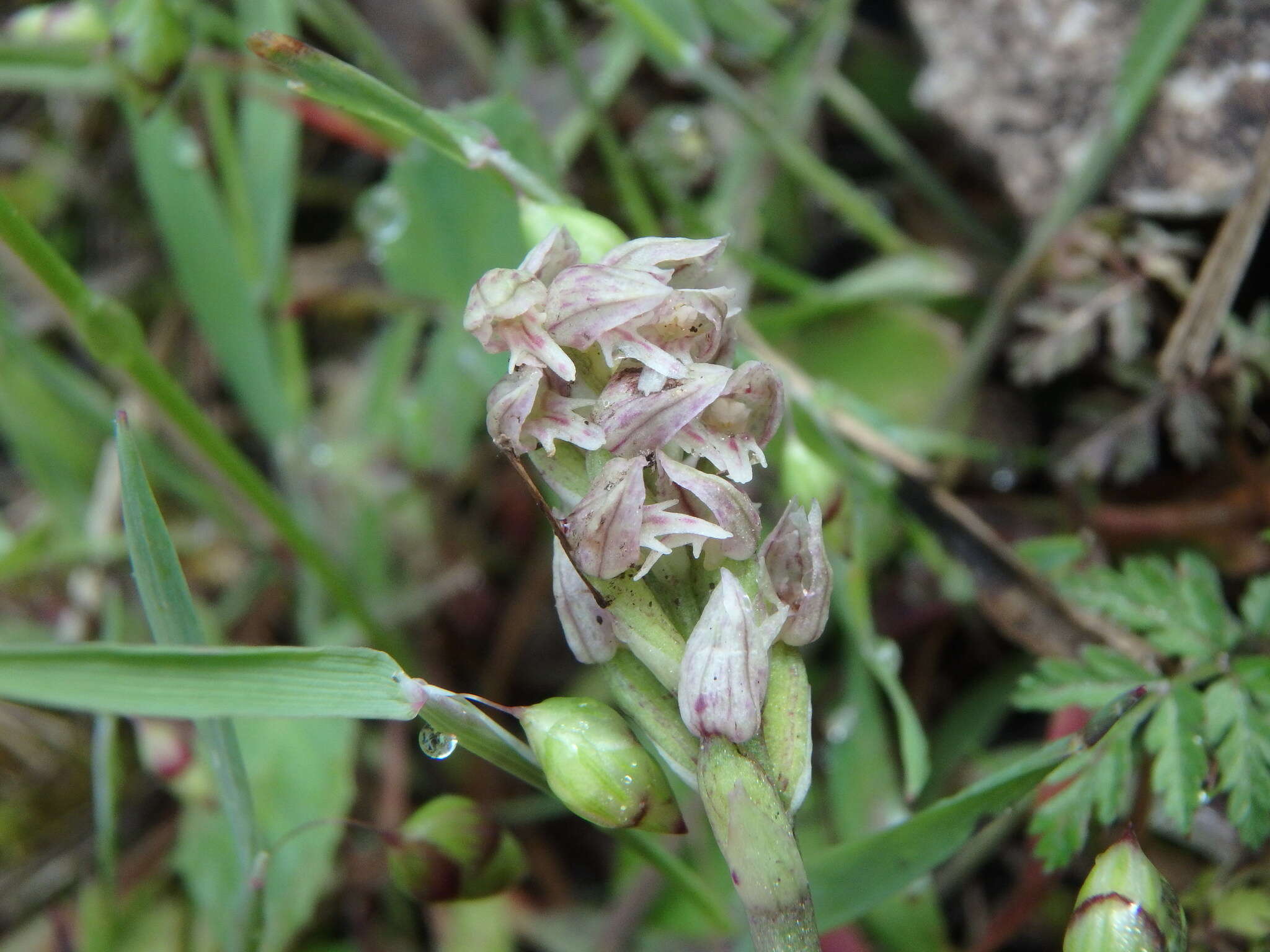 Imagem de Neotinea maculata (Desf.) Stearn