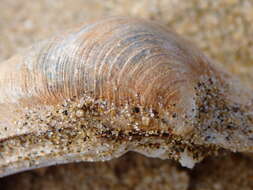 Image of quahog