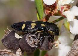 Image of Castiarina tasmaniensis (Barker 1986)