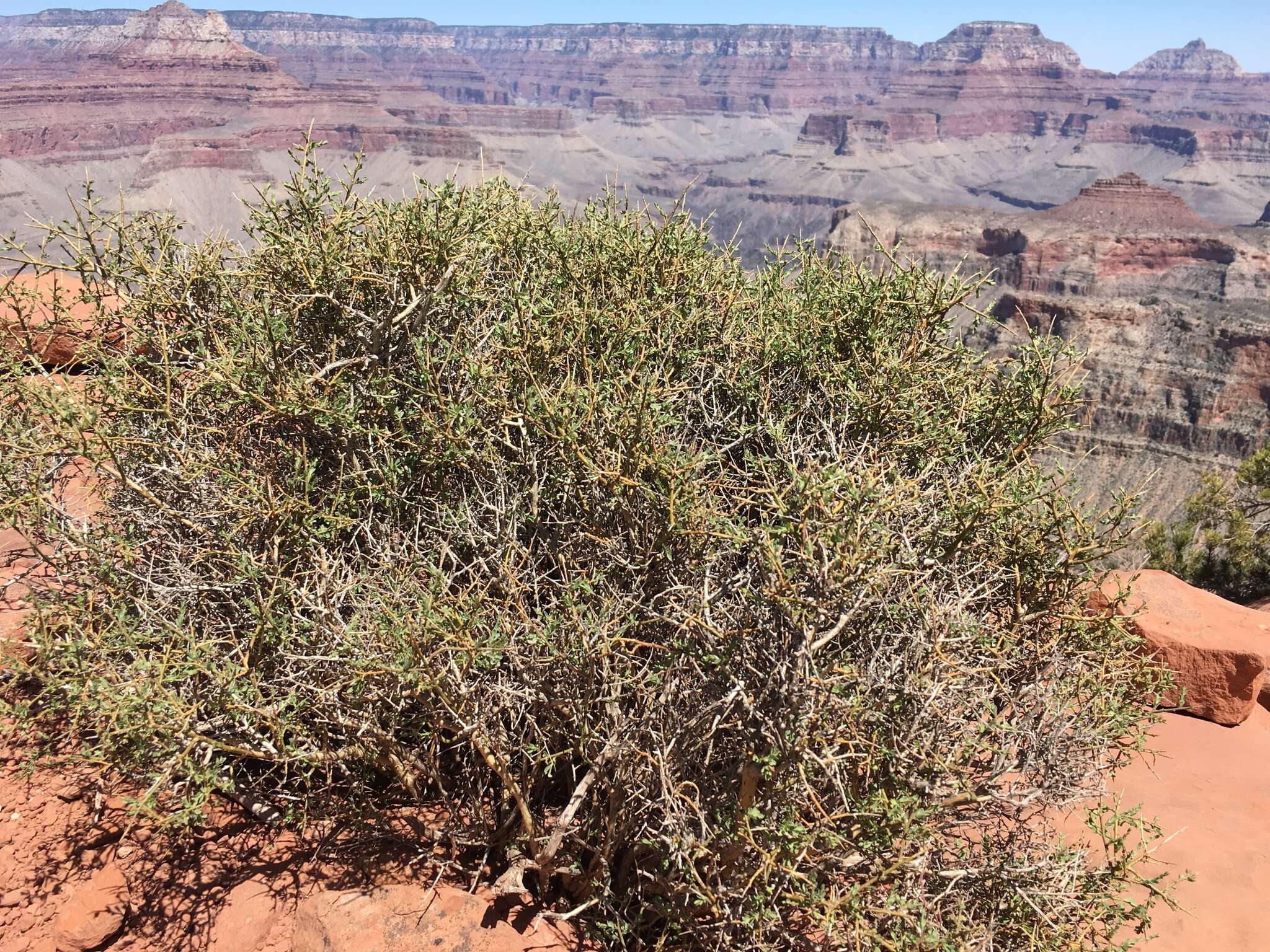 Image of spiny greasebush