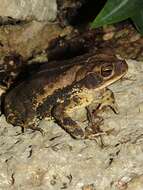 Image of Gulf Coast toad