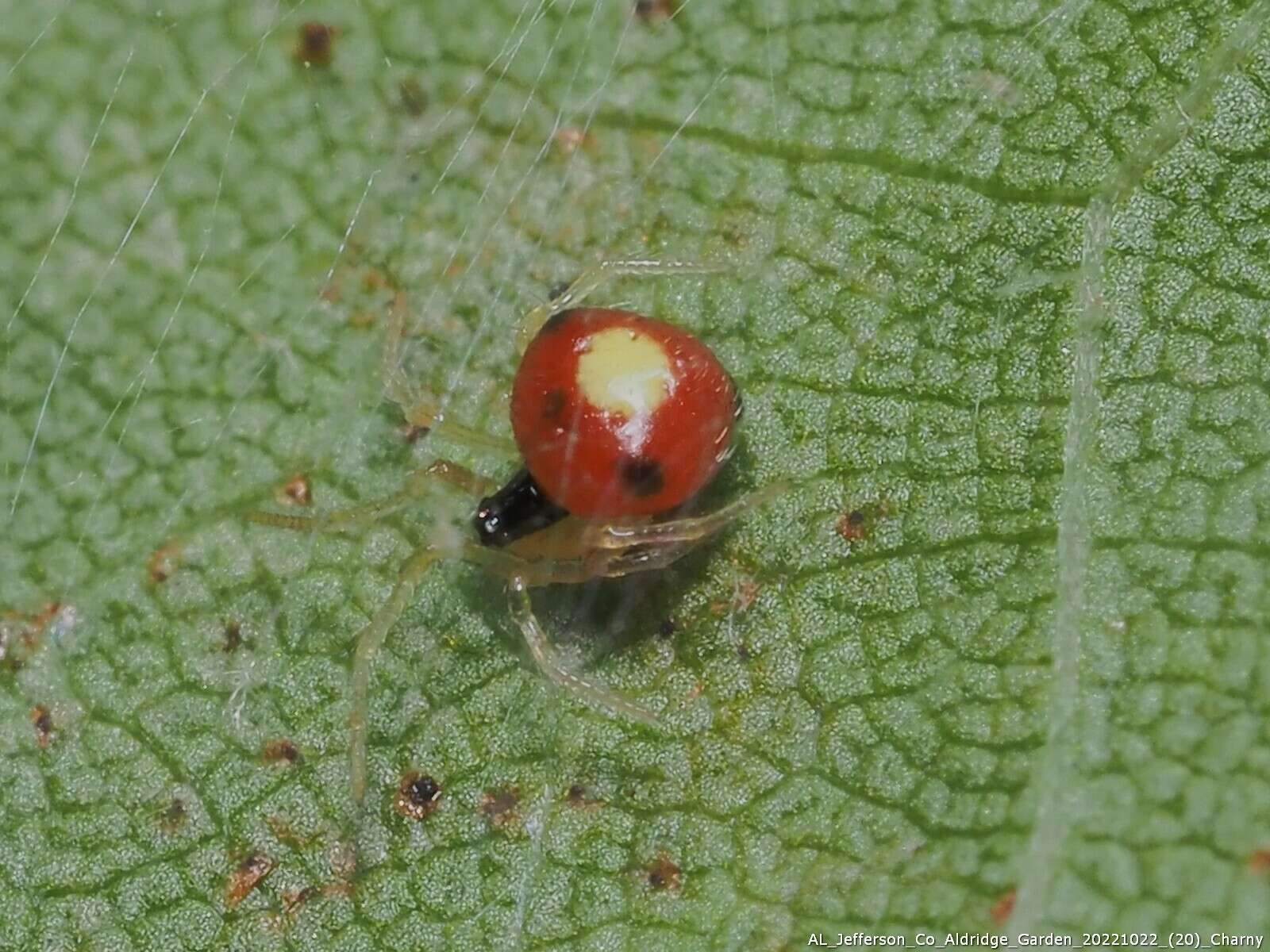 Image of Theridula emertoni Levi 1954