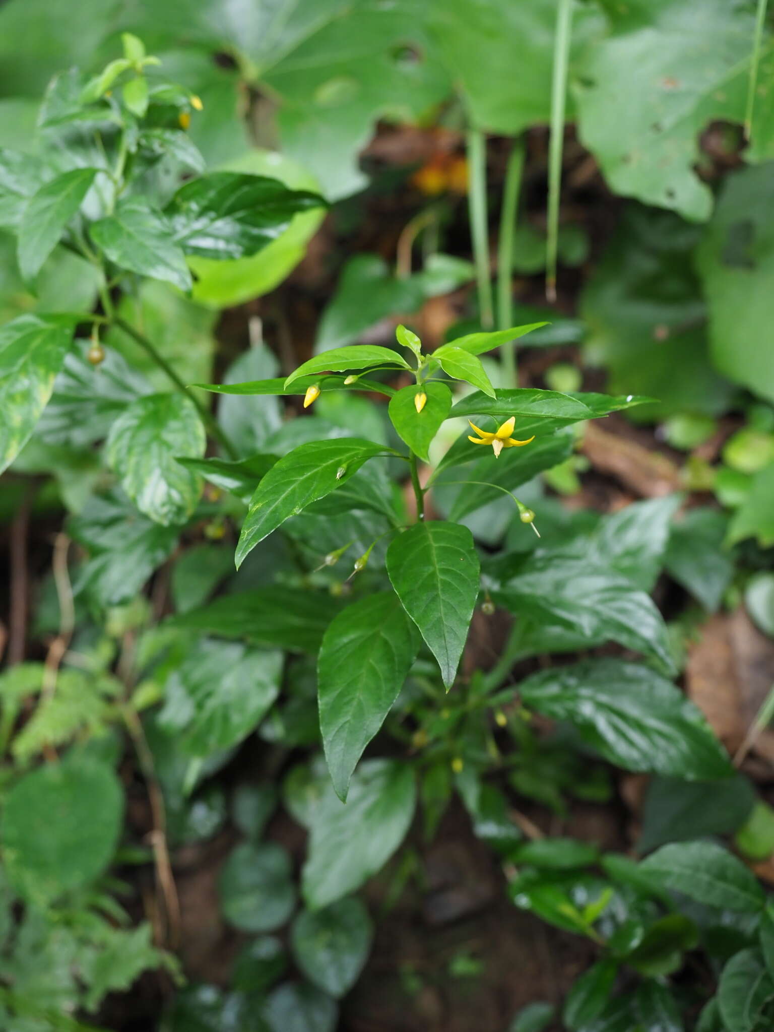 Image of Lysimachia sikokiana Miq.